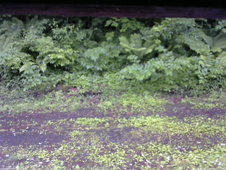 長野県菅平高原 ゆたか山荘 東側(坂下) 2026/06/20 17:45