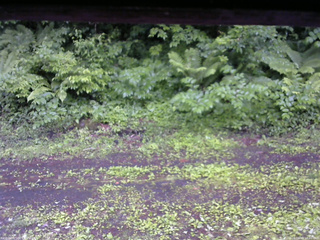 長野県菅平高原 ゆたか山荘 東側(坂下) 2026/06/20 18:00