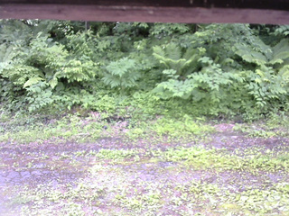 長野県菅平高原 ゆたか山荘 東側(坂下) 2026/06/21 12:00