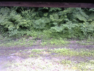 長野県菅平高原 ゆたか山荘 東側(坂下) 2026/06/21 15:00