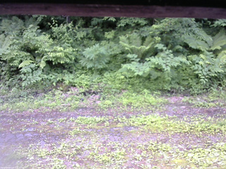 長野県菅平高原 ゆたか山荘 東側(坂下) 2026/06/21 15:15