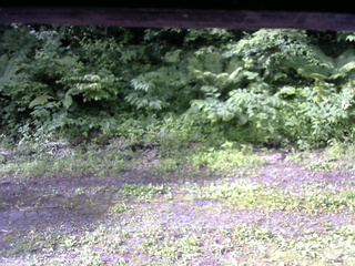 長野県菅平高原 ゆたか山荘 東側(坂下) 2026/06/22 07:15
