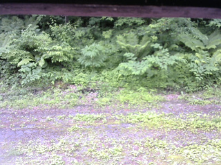 長野県菅平高原 ゆたか山荘 東側(坂下) 2026/06/22 11:15