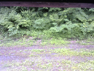 長野県菅平高原 ゆたか山荘 東側(坂下) 2026/06/22 12:30