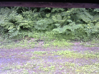 長野県菅平高原 ゆたか山荘 東側(坂下) 2026/06/22 12:45