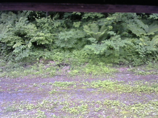 長野県菅平高原 ゆたか山荘 東側(坂下) 2026/06/23 16:45