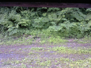 長野県菅平高原 ゆたか山荘 東側(坂下) 2026/06/24 06:45