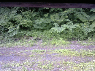 長野県菅平高原 ゆたか山荘 東側(坂下) 2026/06/24 07:45