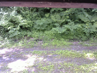 長野県菅平高原 ゆたか山荘 東側(坂下) 2026/06/24 11:15