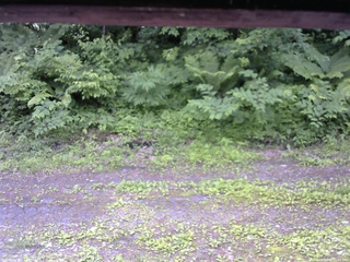 長野県菅平高原 ゆたか山荘 東側(坂下) 2026/06/24 12:00