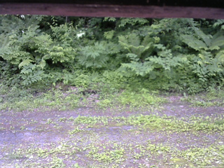 長野県菅平高原 ゆたか山荘 東側(坂下) 2026/06/24 12:15