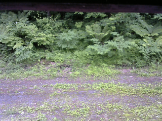 長野県菅平高原 ゆたか山荘 東側(坂下) 2026/06/24 17:15