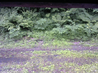 長野県菅平高原 ゆたか山荘 東側(坂下) 2026/06/25 11:15