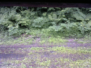 長野県菅平高原 ゆたか山荘 東側(坂下) 2026/06/25 11:45
