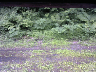 長野県菅平高原 ゆたか山荘 東側(坂下) 2026/06/25 12:00