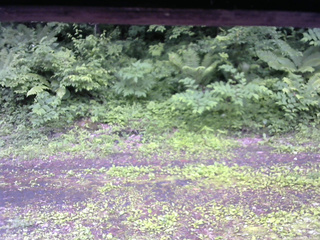 長野県菅平高原 ゆたか山荘 東側(坂下) 2026/06/25 15:00