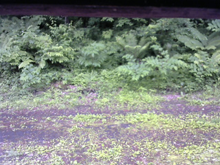 長野県菅平高原 ゆたか山荘 東側(坂下) 2026/06/25 15:15