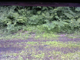 長野県菅平高原 ゆたか山荘 東側(坂下) 2026/06/25 15:30