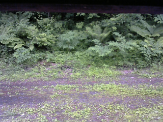 長野県菅平高原 ゆたか山荘 東側(坂下) 2026/06/25 18:00