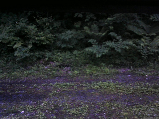 長野県菅平高原 ゆたか山荘 東側(坂下) 2026/06/25 19:15