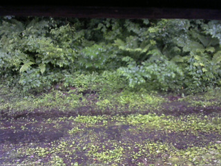 長野県菅平高原 ゆたか山荘 東側(坂下) 2026/06/26 05:45