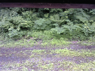 長野県菅平高原 ゆたか山荘 東側(坂下) 2026/06/27 12:00