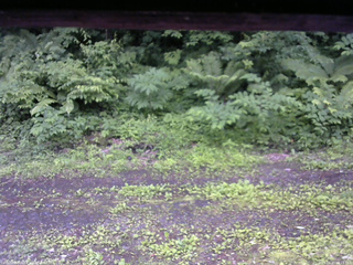 長野県菅平高原 ゆたか山荘 東側(坂下) 2026/06/27 15:15