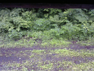 長野県菅平高原 ゆたか山荘 東側(坂下) 2026/06/28 05:30