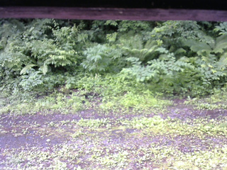 長野県菅平高原 ゆたか山荘 東側(坂下) 2026/06/28 07:45
