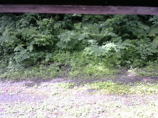 長野県菅平高原 ゆたか山荘 東側(坂下) 2026/06/28 08:30