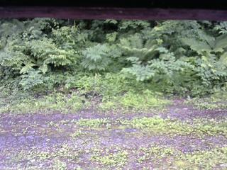 長野県菅平高原 ゆたか山荘 東側(坂下) 2026/06/28 09:15