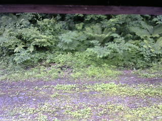 長野県菅平高原 ゆたか山荘 東側(坂下) 2026/06/28 10:30