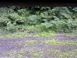 長野県菅平高原 ゆたか山荘 東側(坂下) 2026/06/28 15:30