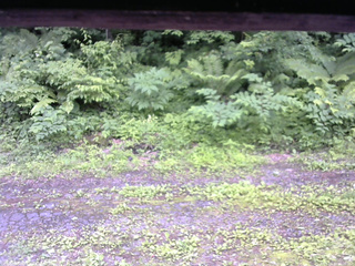 長野県菅平高原 ゆたか山荘 東側(坂下) 2026/06/28 16:00