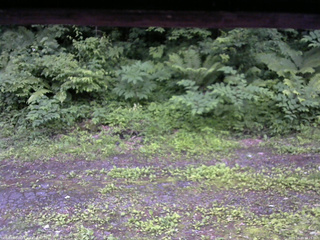 長野県菅平高原 ゆたか山荘 東側(坂下) 2026/06/28 18:15