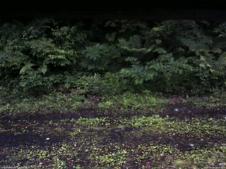 長野県菅平高原 ゆたか山荘 東側(坂下) 2026/06/28 19:00