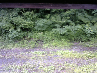 長野県菅平高原 ゆたか山荘 東側(坂下) 2026/06/29 08:15