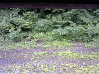 長野県菅平高原 ゆたか山荘 東側(坂下) 2026/06/29 09:30