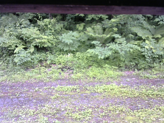 長野県菅平高原 ゆたか山荘 東側(坂下) 2026/06/29 11:15