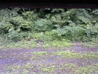 長野県菅平高原 ゆたか山荘 東側(坂下) 2026/06/29 13:15