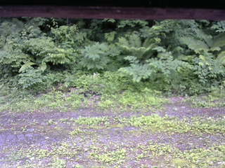 長野県菅平高原 ゆたか山荘 東側(坂下) 2026/06/29 13:45