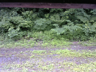 長野県菅平高原 ゆたか山荘 東側(坂下) 2026/06/29 14:15