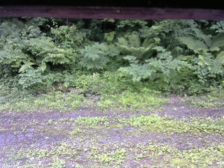 長野県菅平高原 ゆたか山荘 東側(坂下) 2026/06/29 14:45