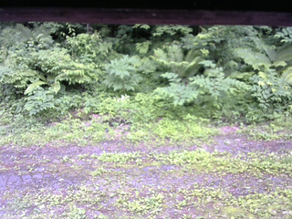 長野県菅平高原 ゆたか山荘 東側(坂下) 2026/06/29 15:30