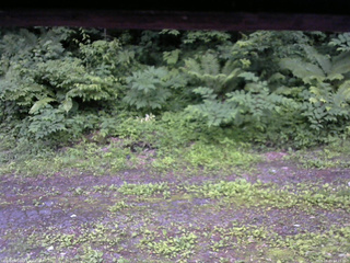 長野県菅平高原 ゆたか山荘 東側(坂下) 2026/06/29 18:15