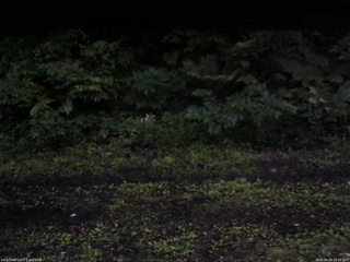 長野県菅平高原 ゆたか山荘 東側(坂下) 2026/06/29 19:00