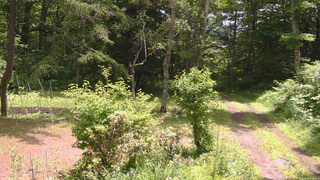 長野県菅平高原 ゆたか山荘 坂上 2026/06/29 11:00