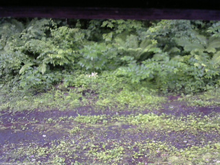 長野県菅平高原 ゆたか山荘 東側(坂下) 2026/06/30 05:00