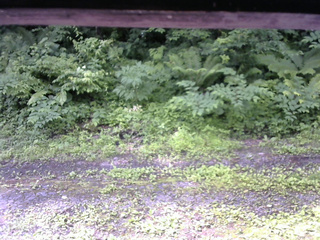 長野県菅平高原 ゆたか山荘 東側(坂下) 2026/06/30 09:00