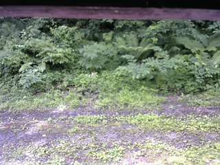 長野県菅平高原 ゆたか山荘 東側(坂下) 2026/06/30 09:30